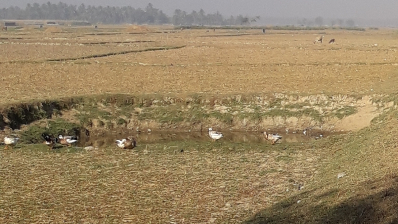 Maungdaw Farms